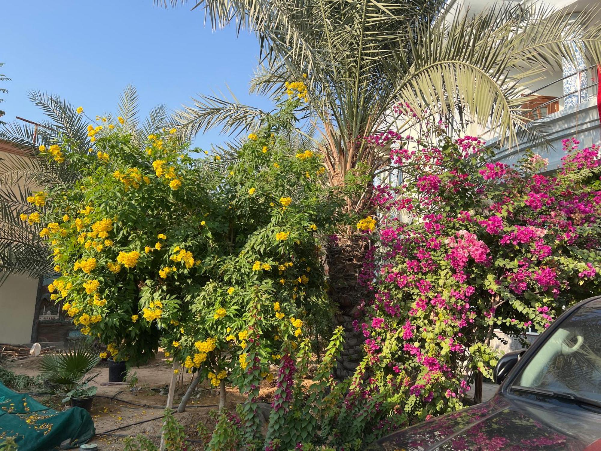 Alhosani Property Abu Dhabi Eksteriør bilde